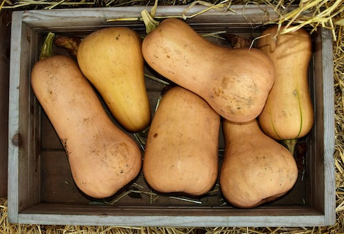 Fruits et légumes d'Octobre : Comment cuisiner une courge butternut ?