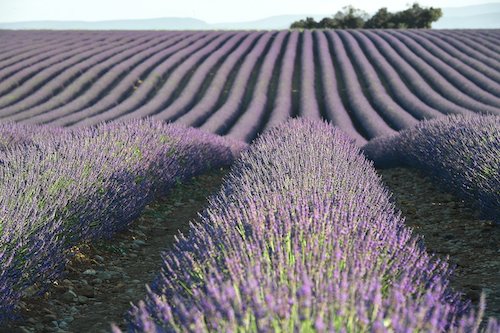 Quelles huiles essentielles pour l'été ?