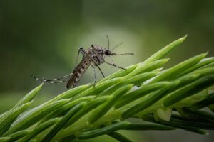 Les anti-moustiques naturels