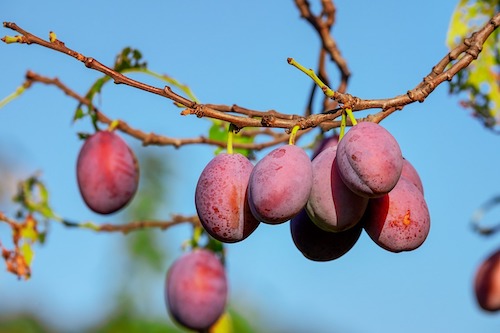 Quels sont les fruits et légumes d'Aout ?